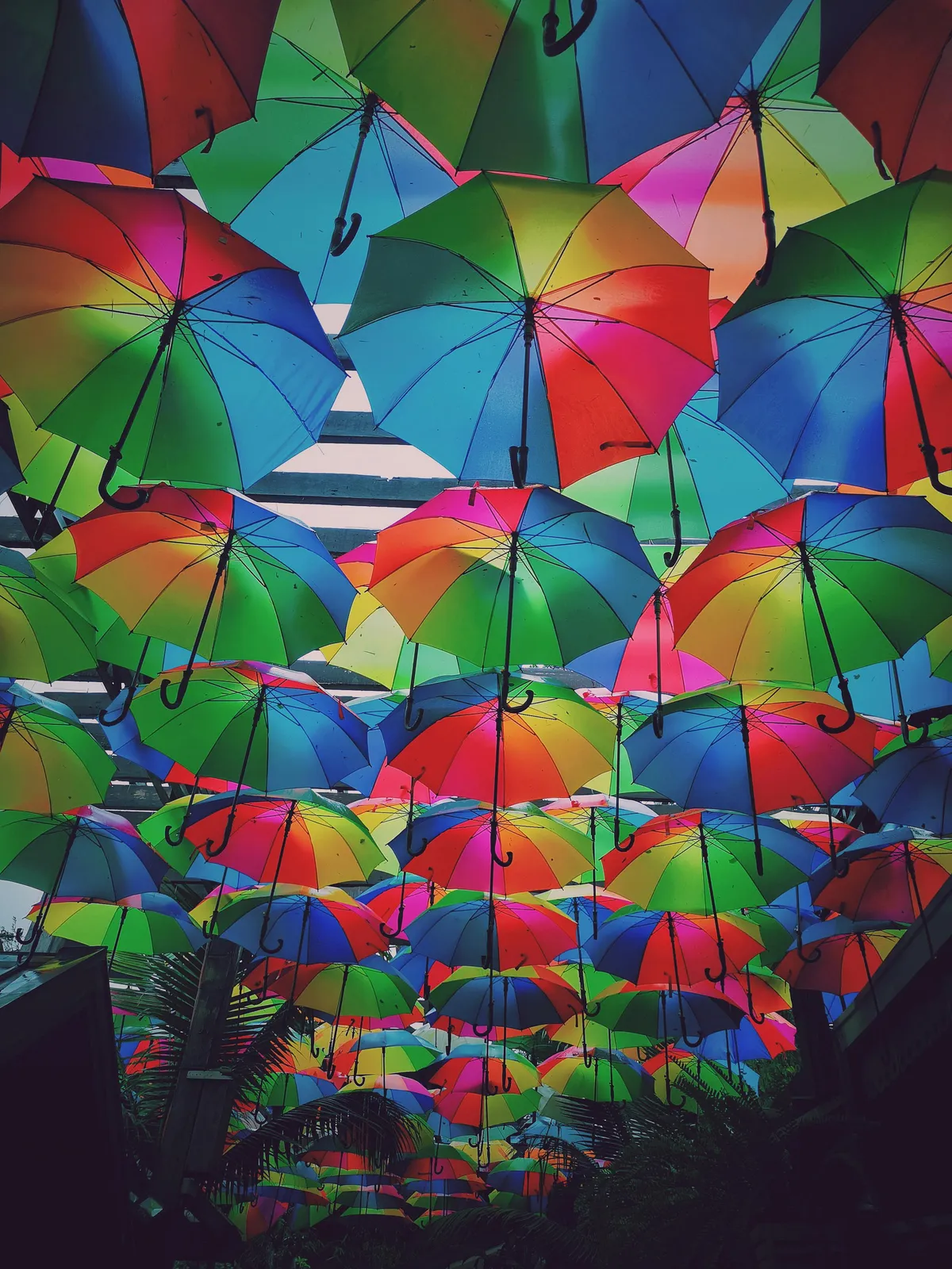 umbrellas